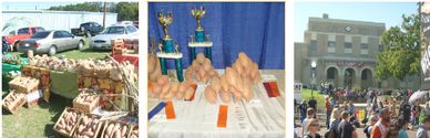 Three images showing a market, a poultry contest with trophies, and a crowd outside a building